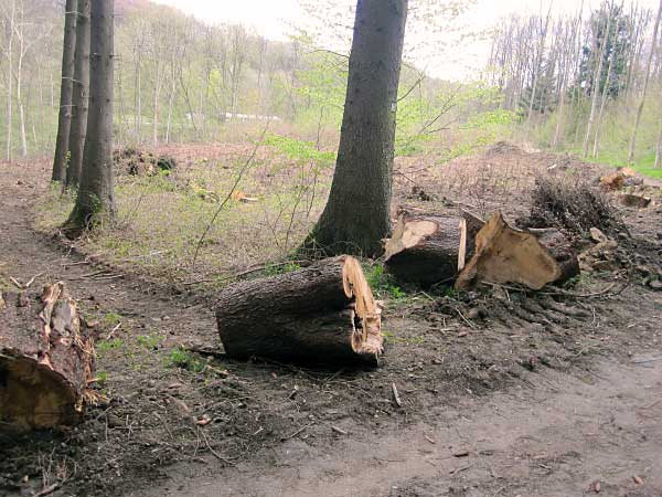 Natur-Rastplatz am Wanderweg
