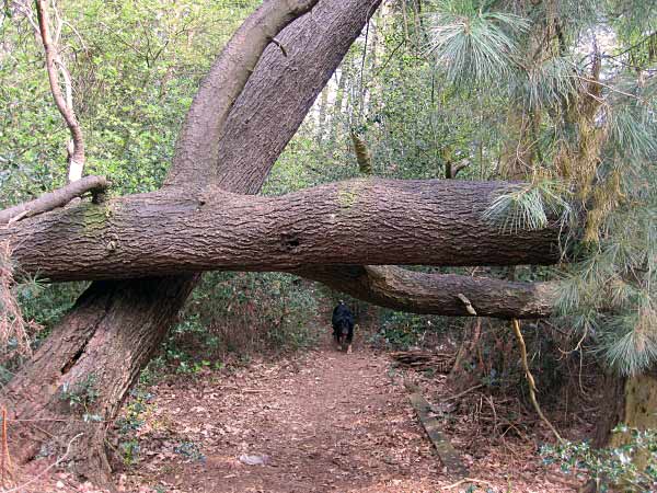 Kohlenwälder