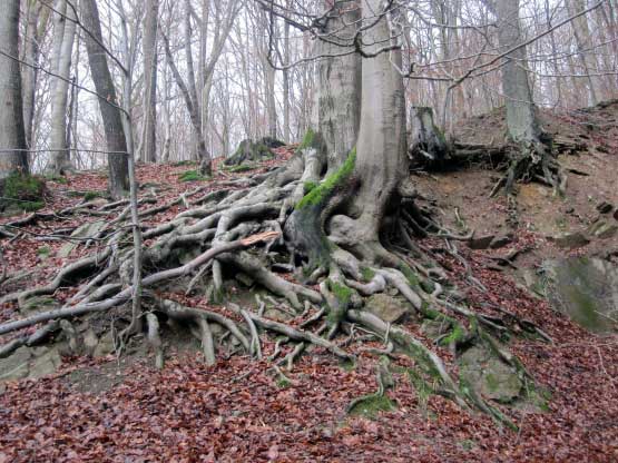 Sauerland imposantes Wurzelwerk